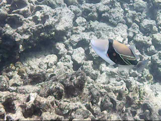 Day 18 snorkeling-  uhumunukunukuapua'a